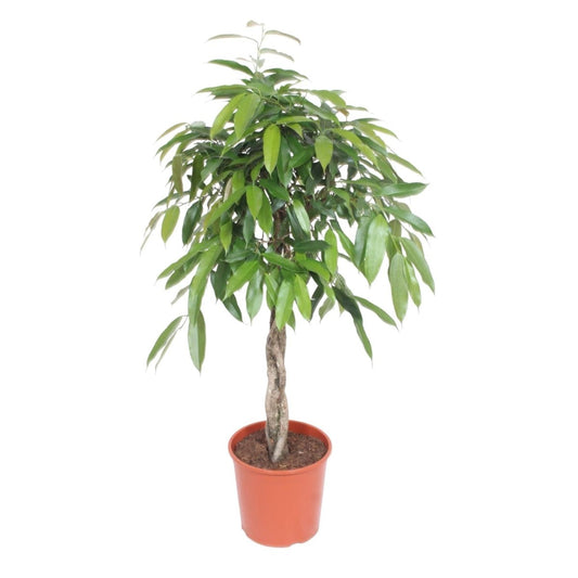 Ficus Amstel King gevlochten stam 1 - LushLeaf | Online planten bestellen