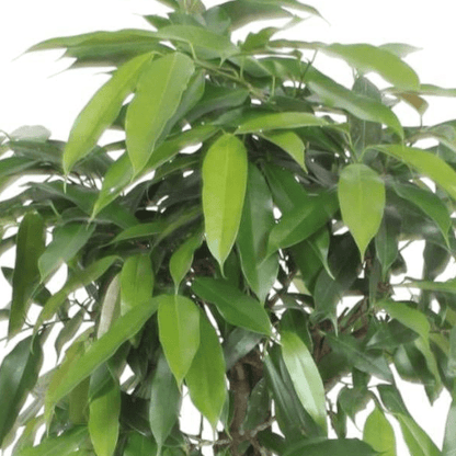 Ficus Amstel King gevlochten stam 2 - LushLeaf | Online planten bestellen