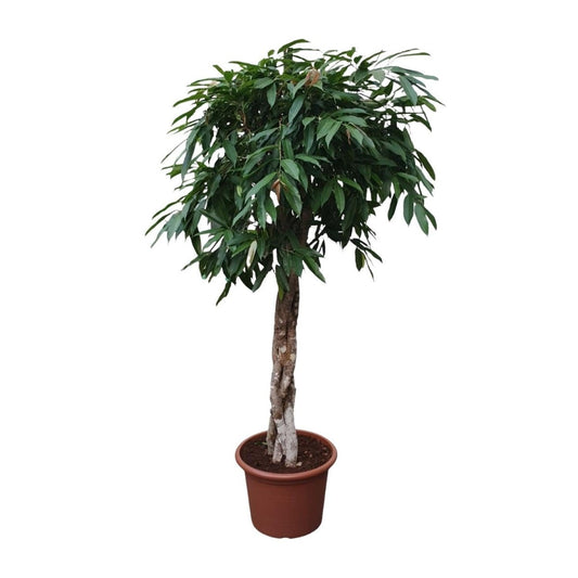 Ficus Amstel King gevlochten stam | XL 1 - LushLeaf | Online planten bestellen