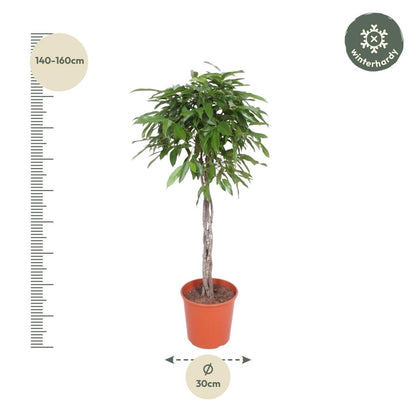 Ficus Amstel King | XL 4 - LushLeaf | Online planten bestellen