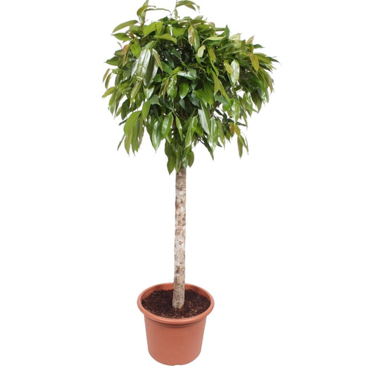 Ficus Amstel King | XL 1 - LushLeaf | Online planten bestellen