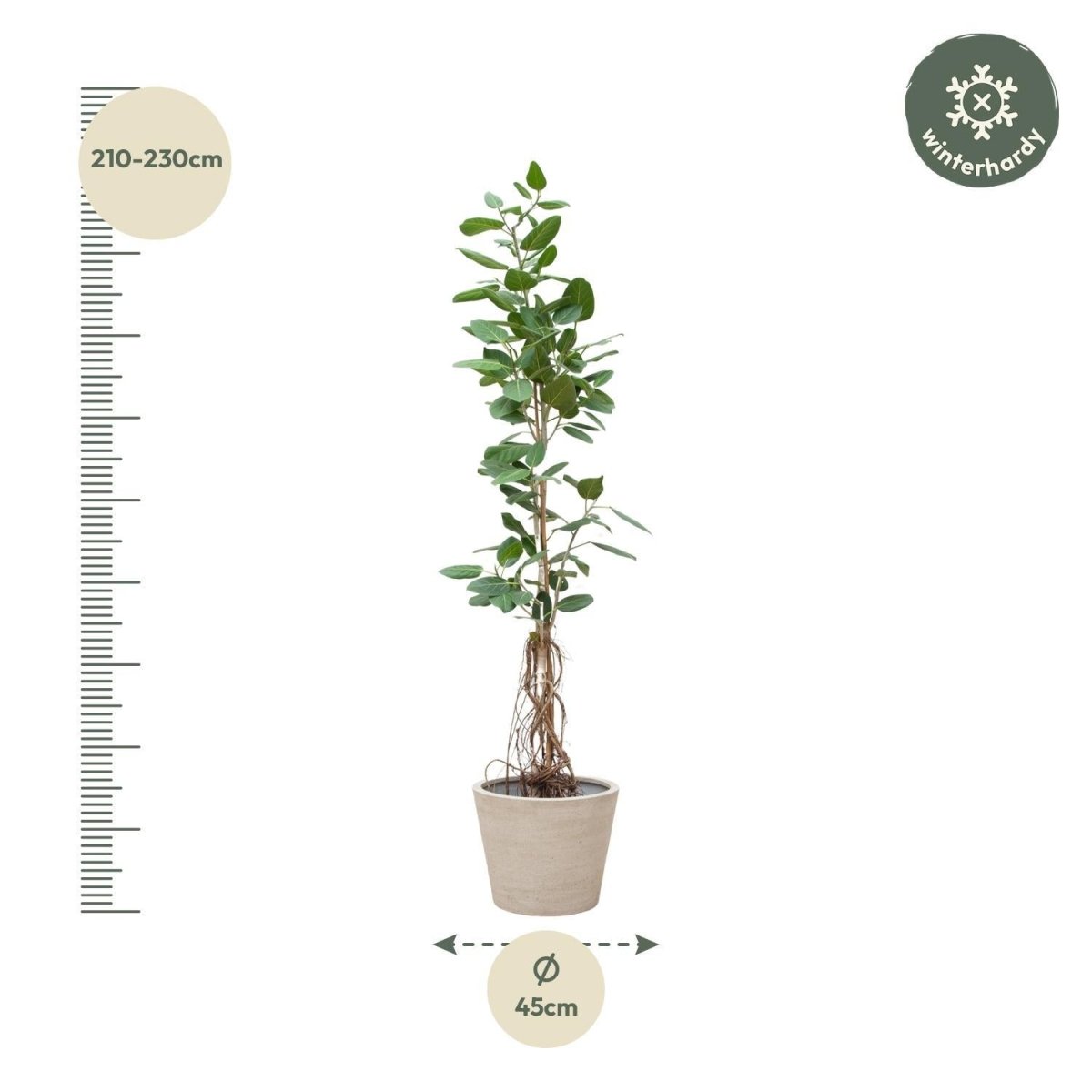 Ficus Benghalensis Audrey Op Stam 4 - LushLeaf | Online planten bestellen