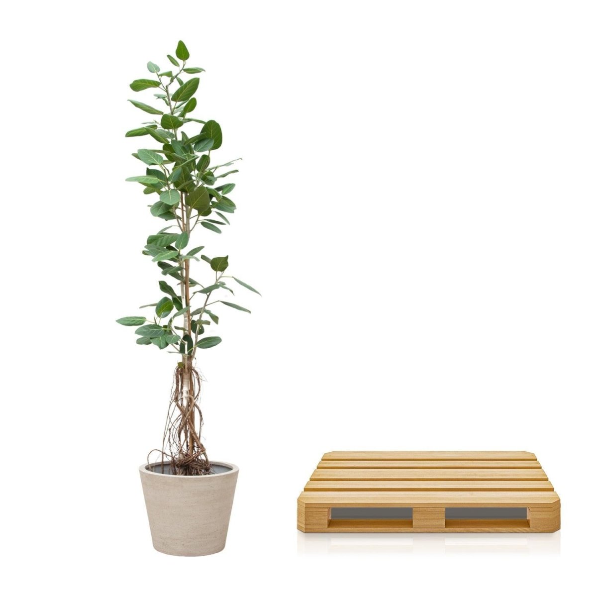 Ficus Benghalensis Audrey Op Stam 5 - LushLeaf | Online planten bestellen