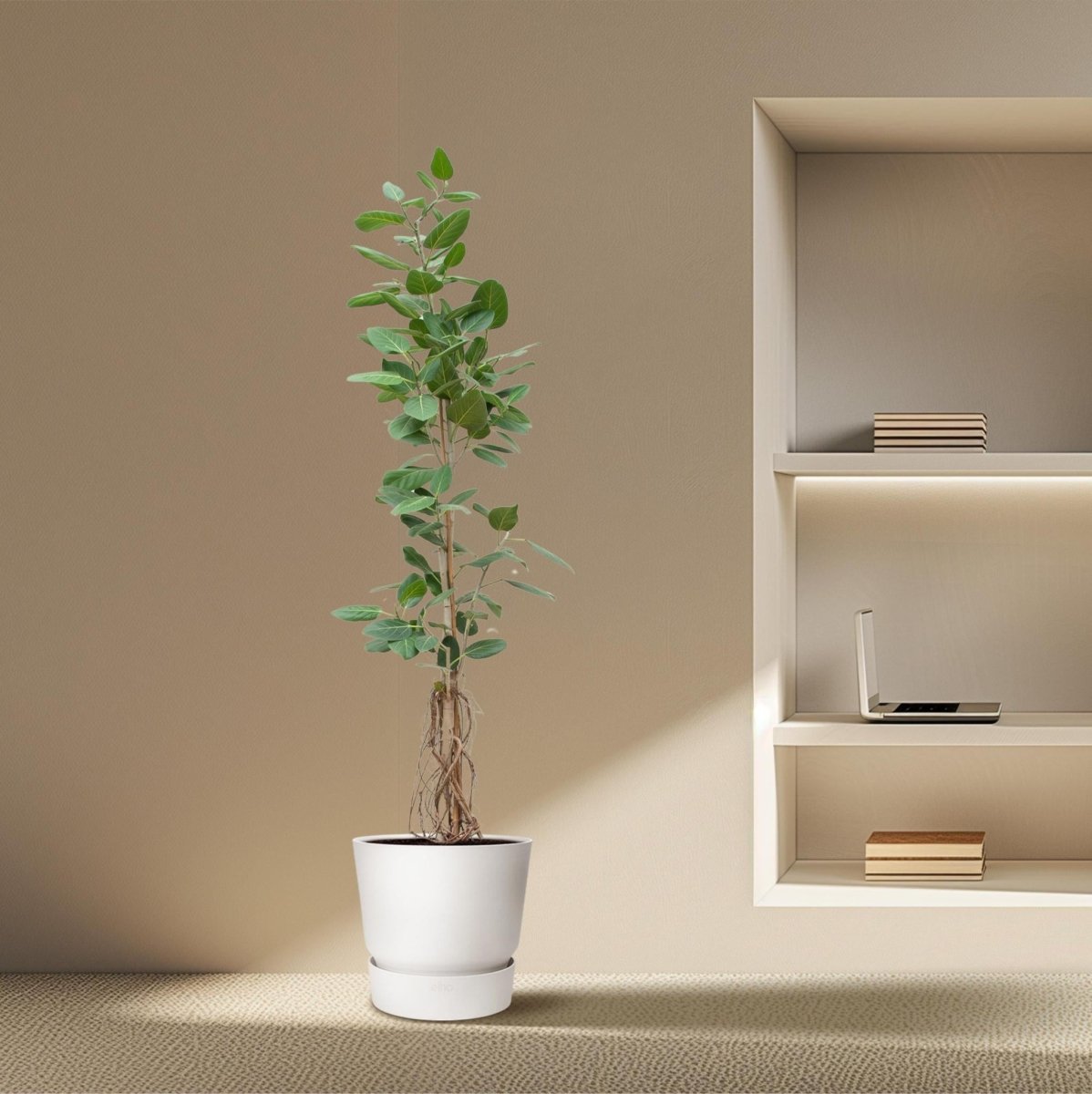 Ficus Benghalensis Audrey Op Stam 3 - LushLeaf | Online planten bestellen