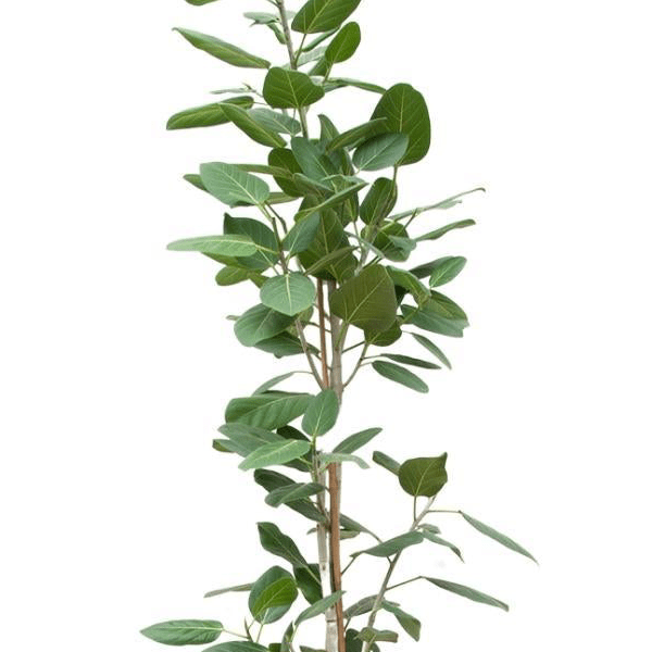 Ficus Benghalensis Audrey Op Stam 2 - LushLeaf | Online planten bestellen