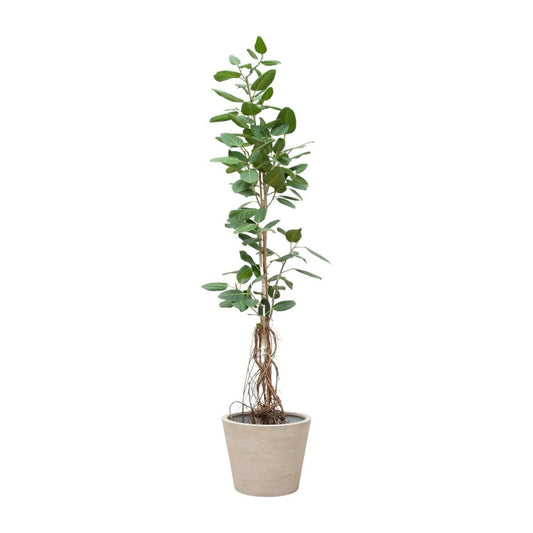 Ficus Benghalensis Audrey Op Stam 1 - LushLeaf | Online planten bestellen