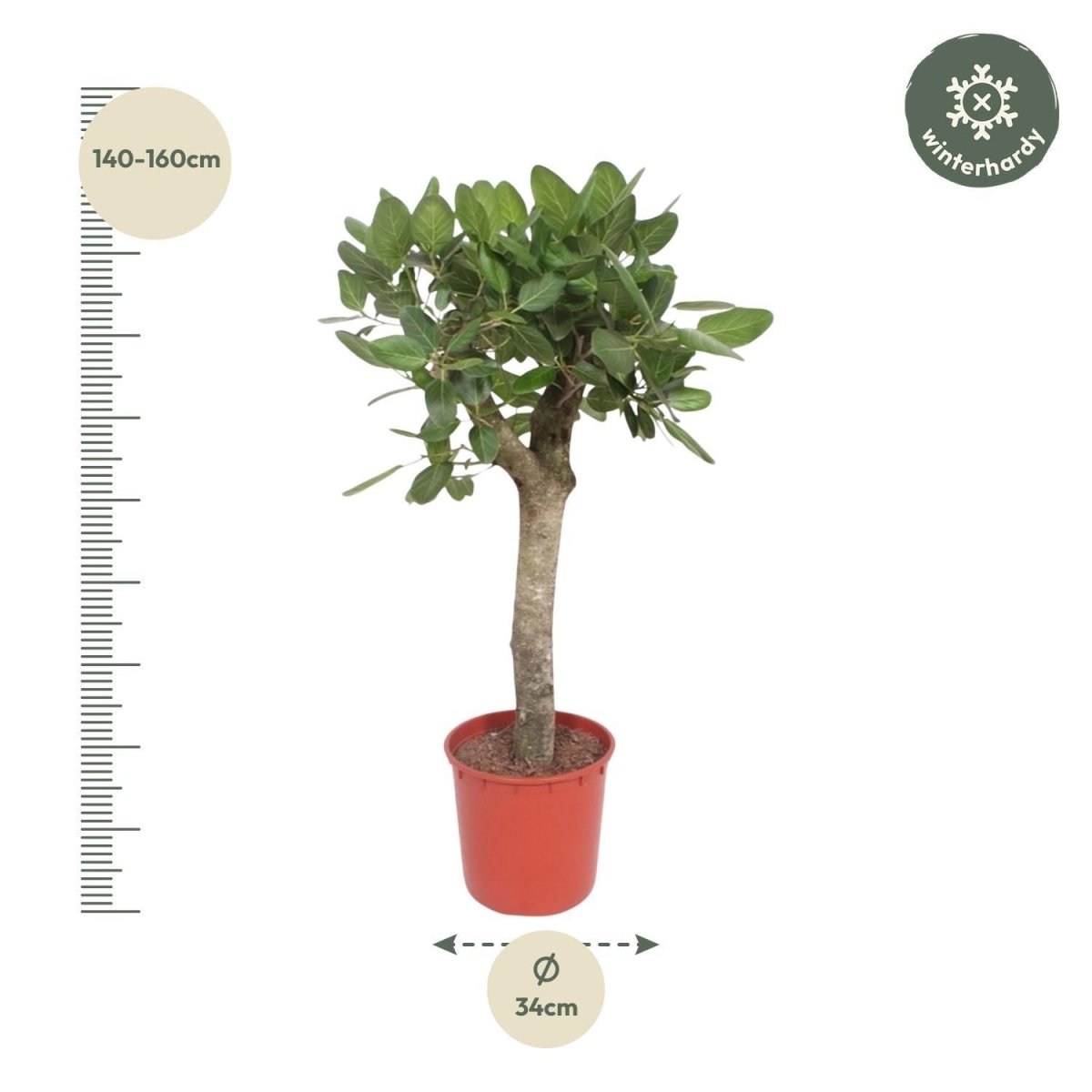 Ficus Benghalensis boom 4 - LushLeaf | Online planten bestellen