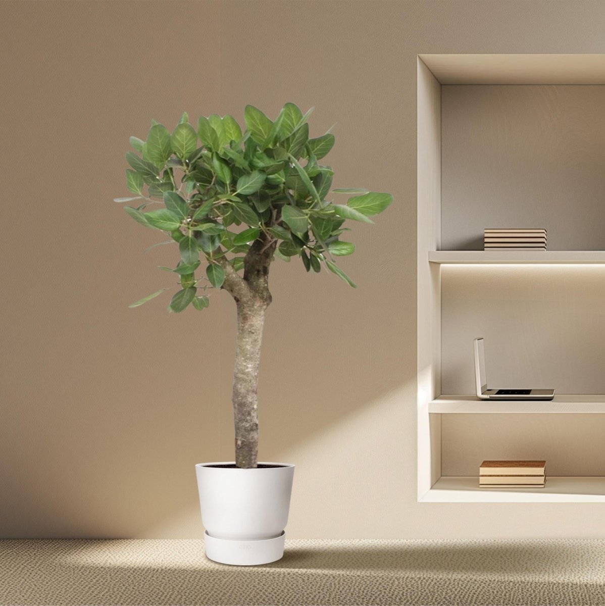 Ficus Benghalensis boom 3 - LushLeaf | Online planten bestellen