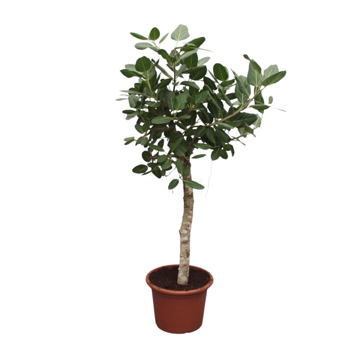Ficus Benghalensis boom 7 - LushLeaf | Online planten bestellen