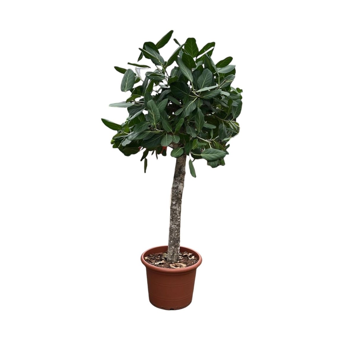 Ficus Benghalensis boom 6 - LushLeaf | Online planten bestellen