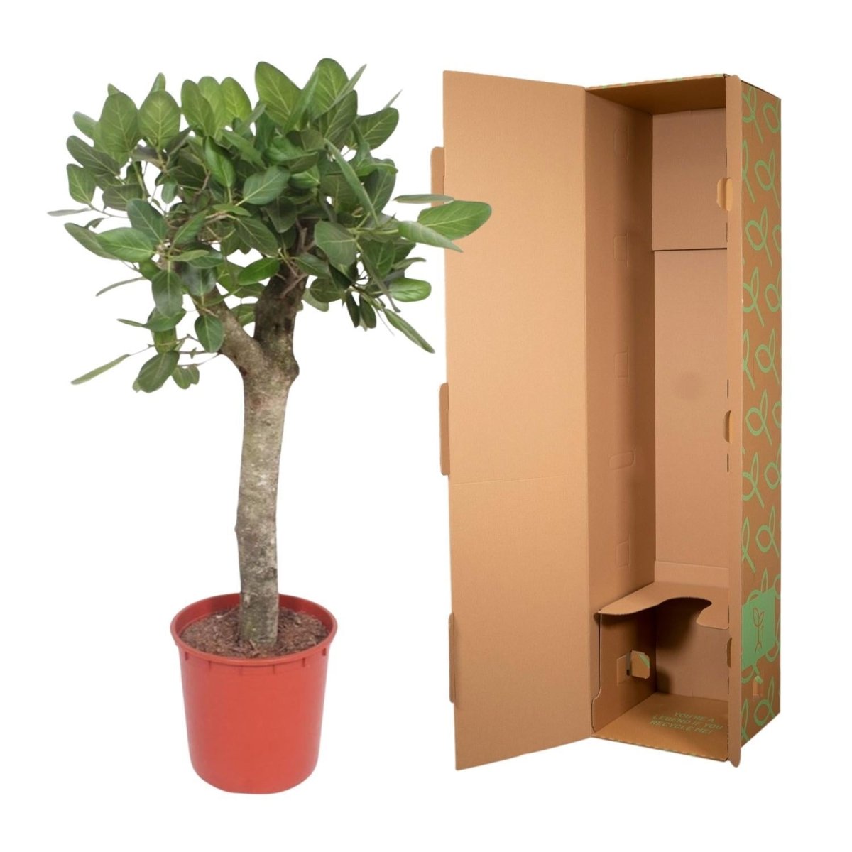 Ficus Benghalensis boom 5 - LushLeaf | Online planten bestellen