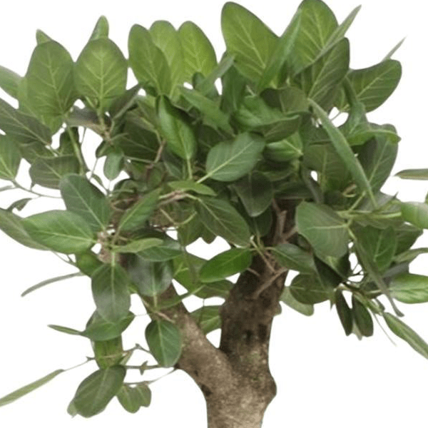 Ficus Benghalensis boom 2 - LushLeaf | Online planten bestellen