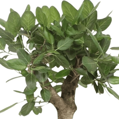 Ficus Benghalensis boom 2 - LushLeaf | Online planten bestellen