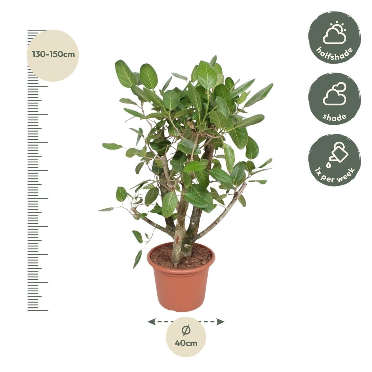 Ficus Benghalensis vertakt 4 - LushLeaf | Online planten bestellen