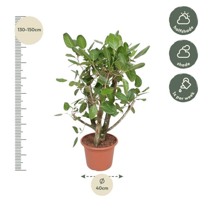Ficus Benghalensis vertakt 4 - LushLeaf | Online planten bestellen