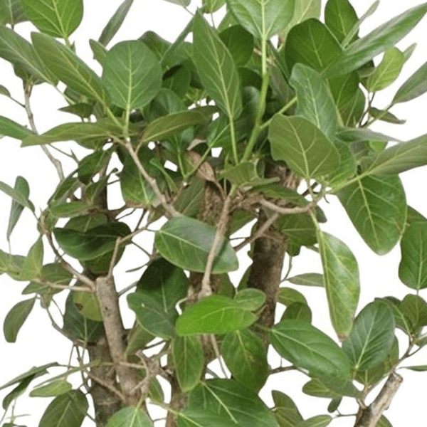 Ficus Benghalensis vertakt 2 - LushLeaf | Online planten bestellen