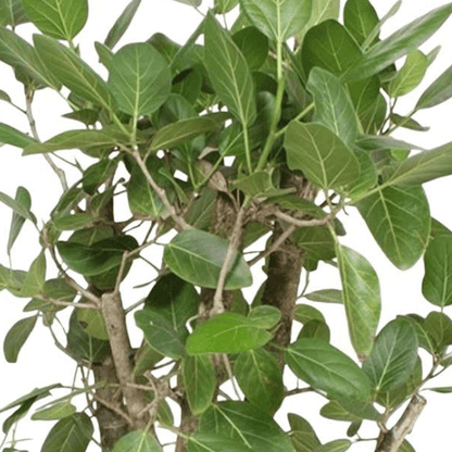 Ficus Benghalensis vertakt 2 - LushLeaf | Online planten bestellen
