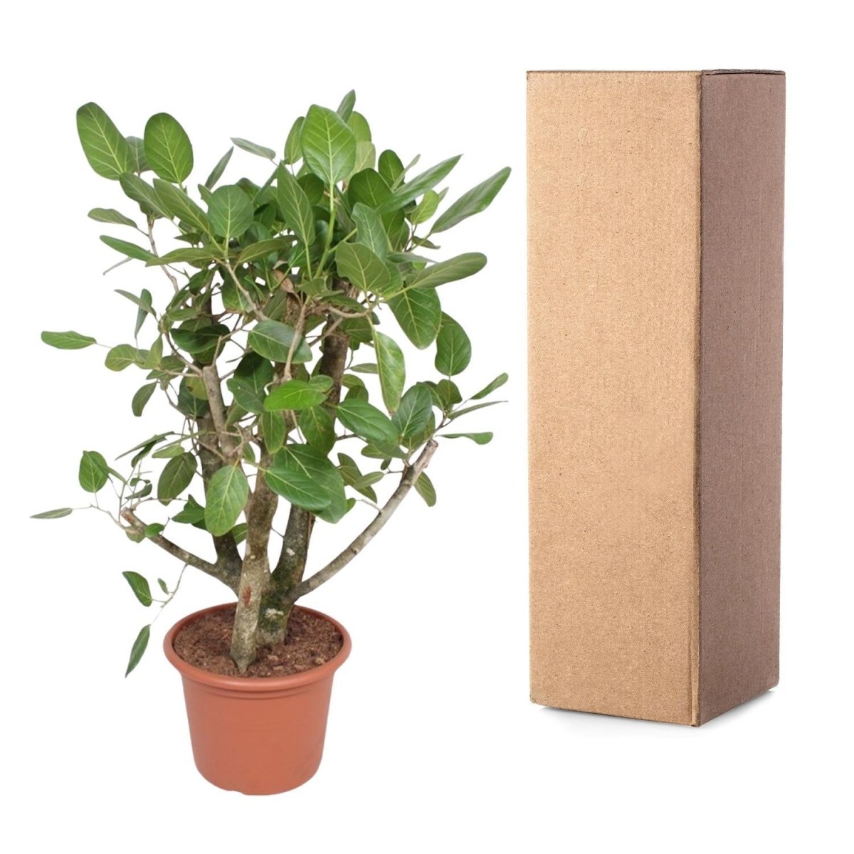 Ficus Benghalensis vertakt 5 - LushLeaf | Online planten bestellen