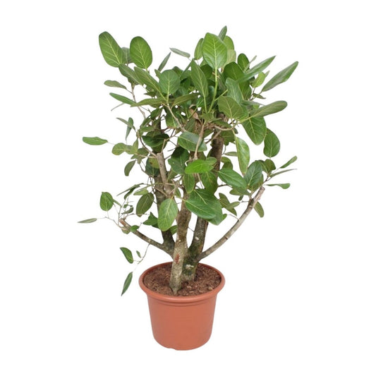 Ficus Benghalensis vertakt 1 - LushLeaf | Online planten bestellen