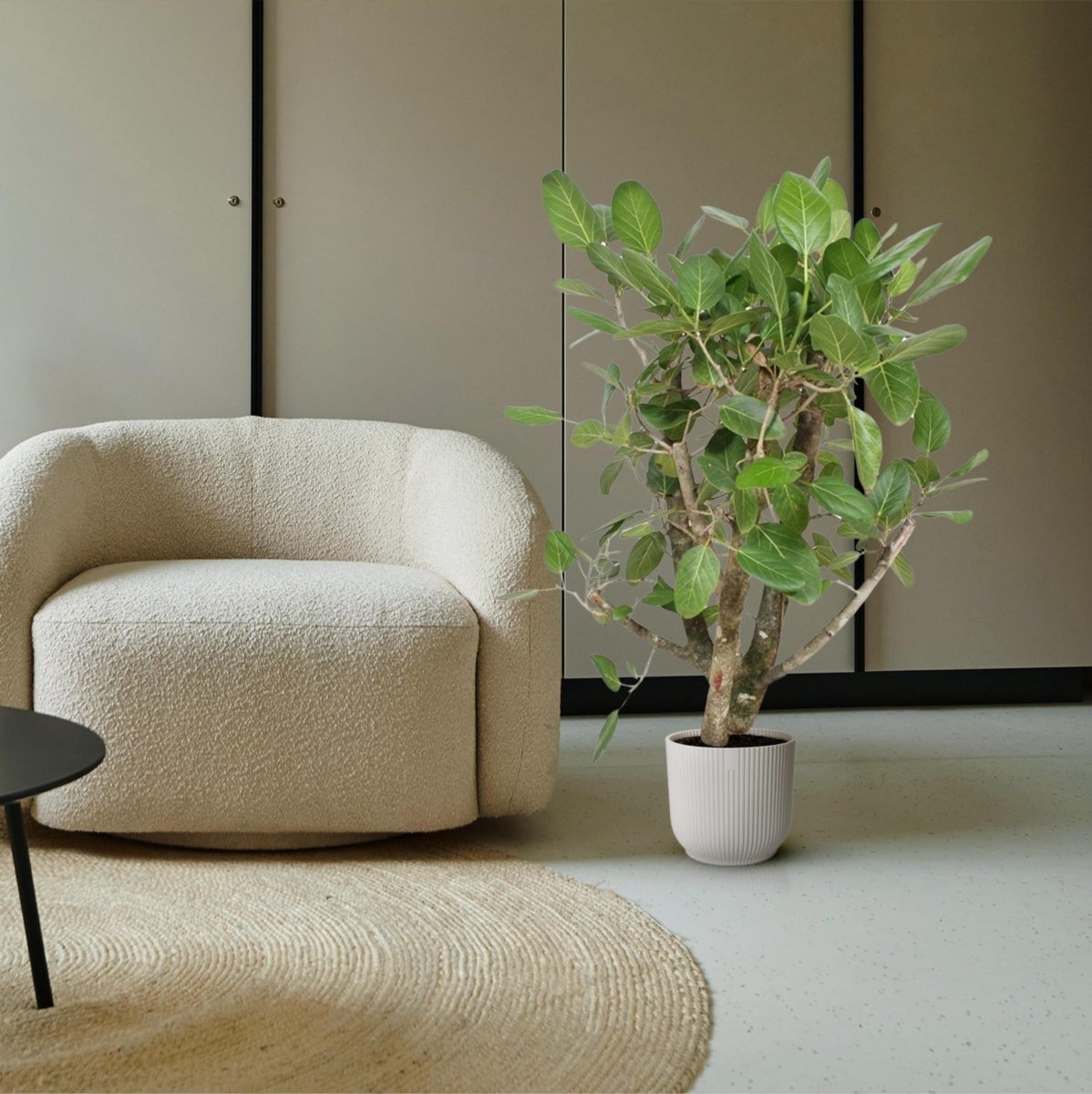 Ficus Benghalensis vertakt 3 - LushLeaf | Online planten bestellen
