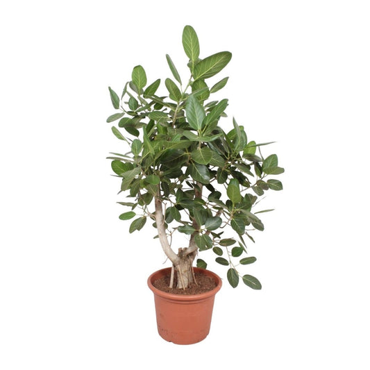 Ficus Benghalensis vertakt | XL 1 - LushLeaf | Online planten bestellen