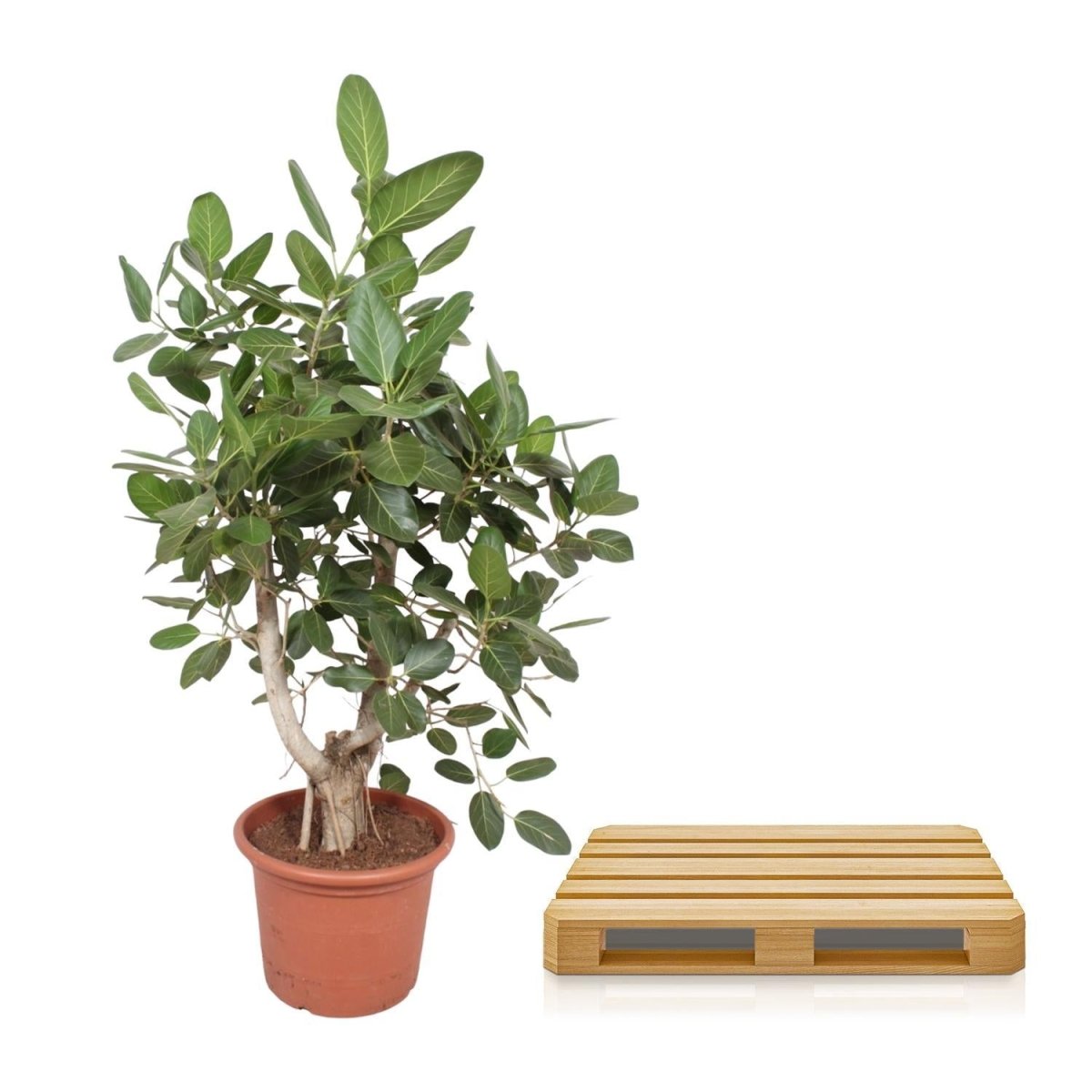 Ficus Benghalensis vertakt | XL 5 - LushLeaf | Online planten bestellen