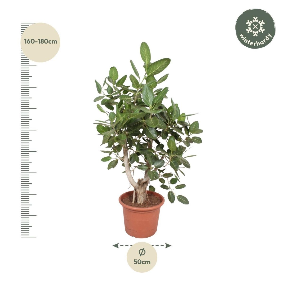 Ficus Benghalensis vertakt | XL 4 - LushLeaf | Online planten bestellen