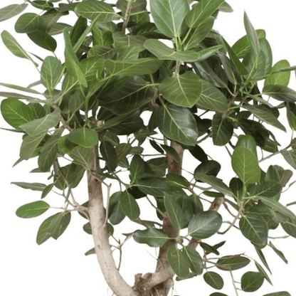 Ficus Benghalensis vertakt | XL 2 - LushLeaf | Online planten bestellen