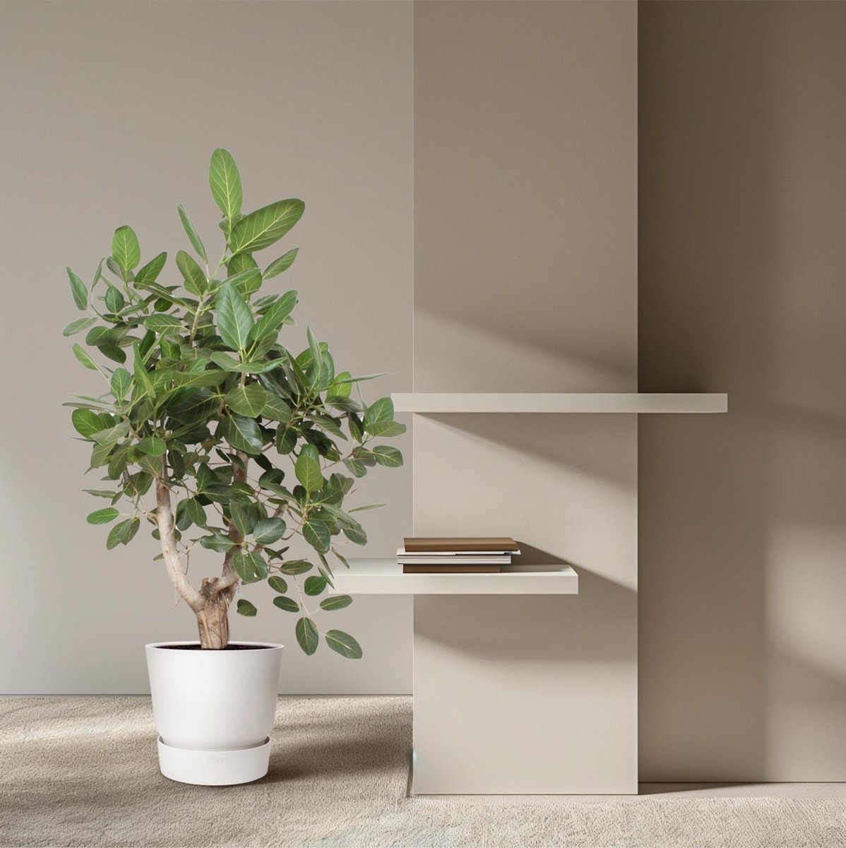 Ficus Benghalensis vertakt | XL 3 - LushLeaf | Online planten bestellen