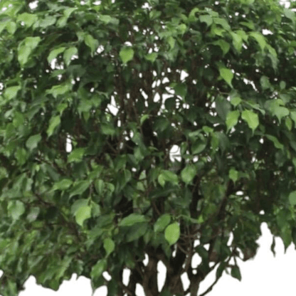 Ficus Benjamina Exotica gevlochten stam 2 - LushLeaf | Online planten bestellen