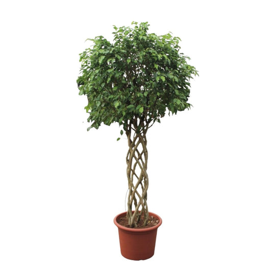 Ficus Benjamina Exotica gevlochten stam 1 - LushLeaf | Online planten bestellen