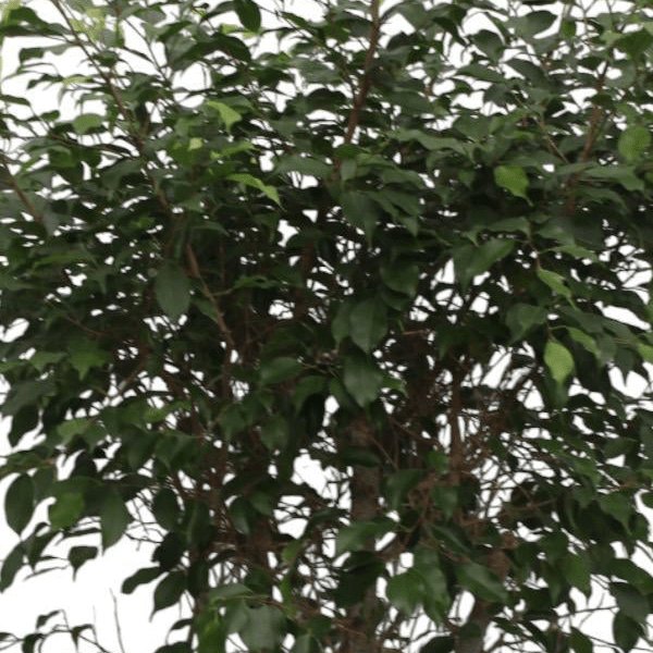 Ficus Benjamina Exotica vertakt 2 - LushLeaf | Online planten bestellen