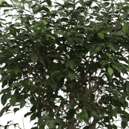 Ficus Benjamina Exotica vertakt 2 - LushLeaf | Online planten bestellen