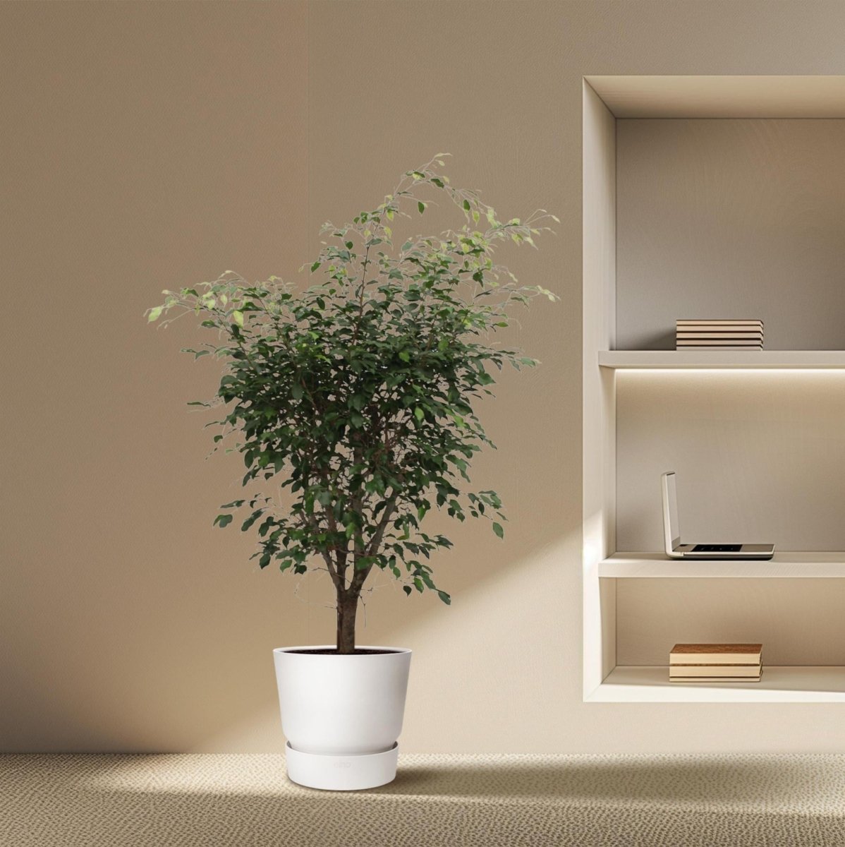 Ficus Benjamina Exotica vertakt 3 - LushLeaf | Online planten bestellen