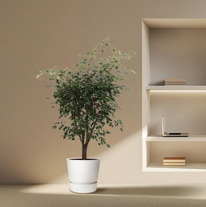 Ficus Benjamina Exotica vertakt 3 - LushLeaf | Online planten bestellen