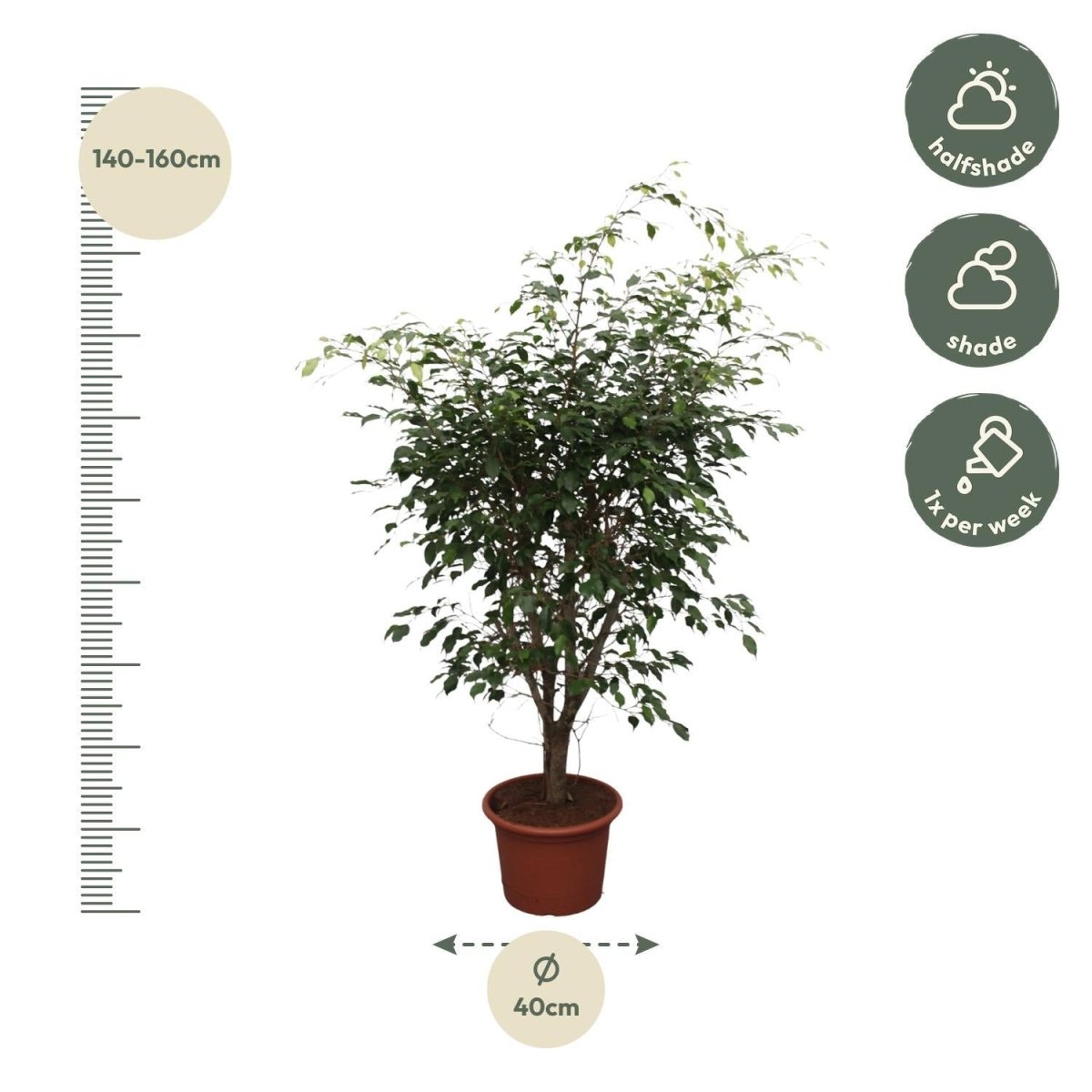Ficus Benjamina Exotica vertakt 4 - LushLeaf | Online planten bestellen