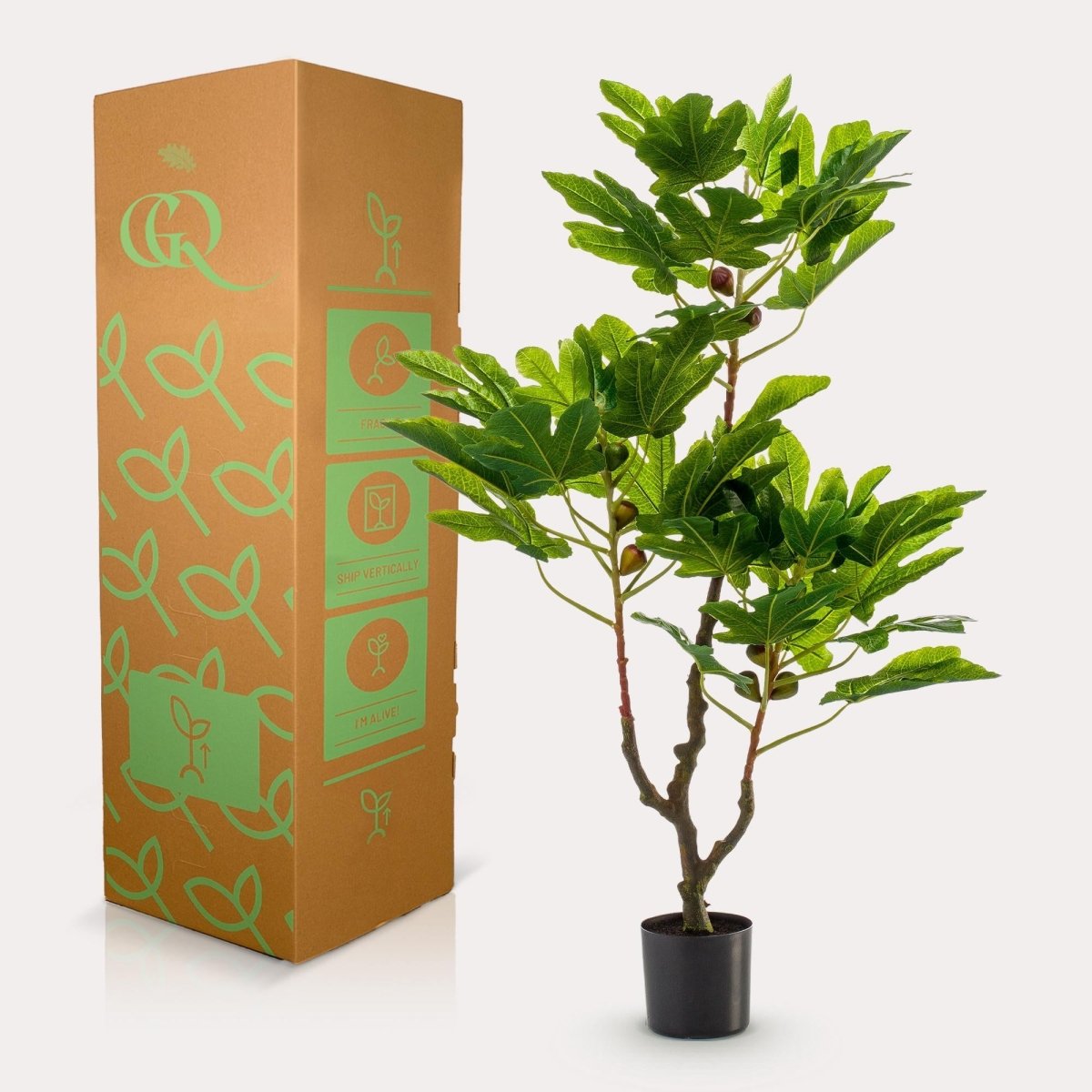 Ficus Carica - Vijgenboom | Kunstplant 4 - LushLeaf | Online planten bestellen