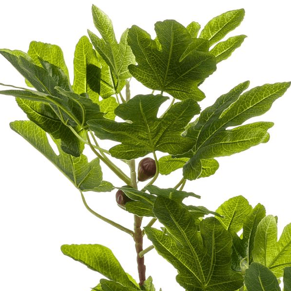 Ficus Carica - Vijgenboom | Kunstplant 2 - LushLeaf | Online planten bestellen