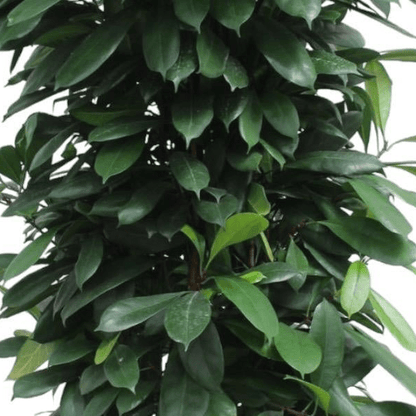 Ficus Cyathistipula gaasrek 2 - LushLeaf | Online planten bestellen