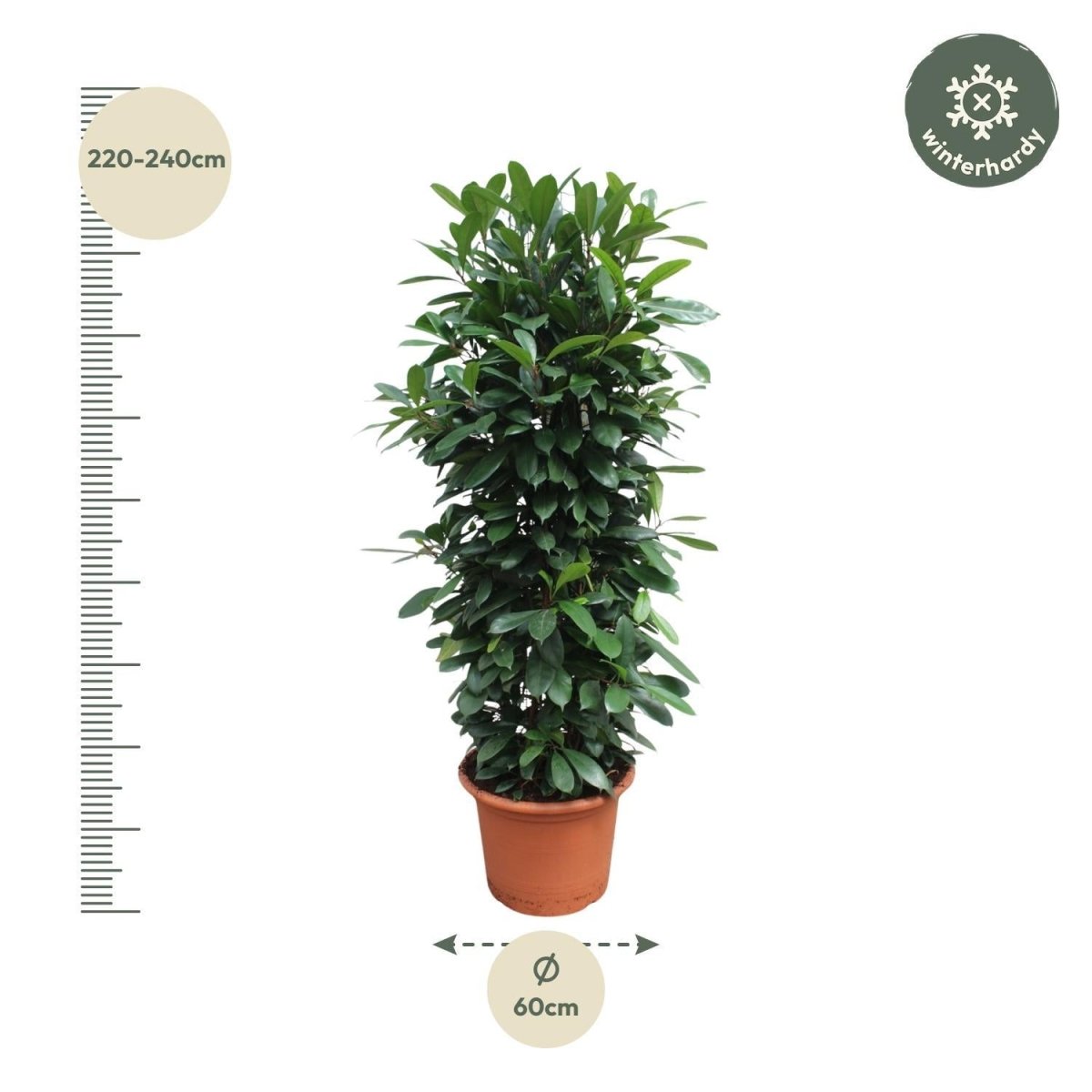 Ficus Cyathistipula gaasrek 4 - LushLeaf | Online planten bestellen
