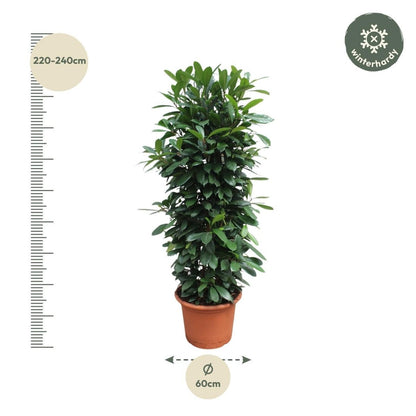 Ficus Cyathistipula gaasrek 4 - LushLeaf | Online planten bestellen