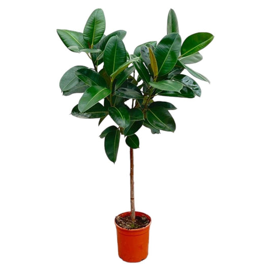 Ficus Elastica Robusta op stam 1 - LushLeaf | Online planten bestellen