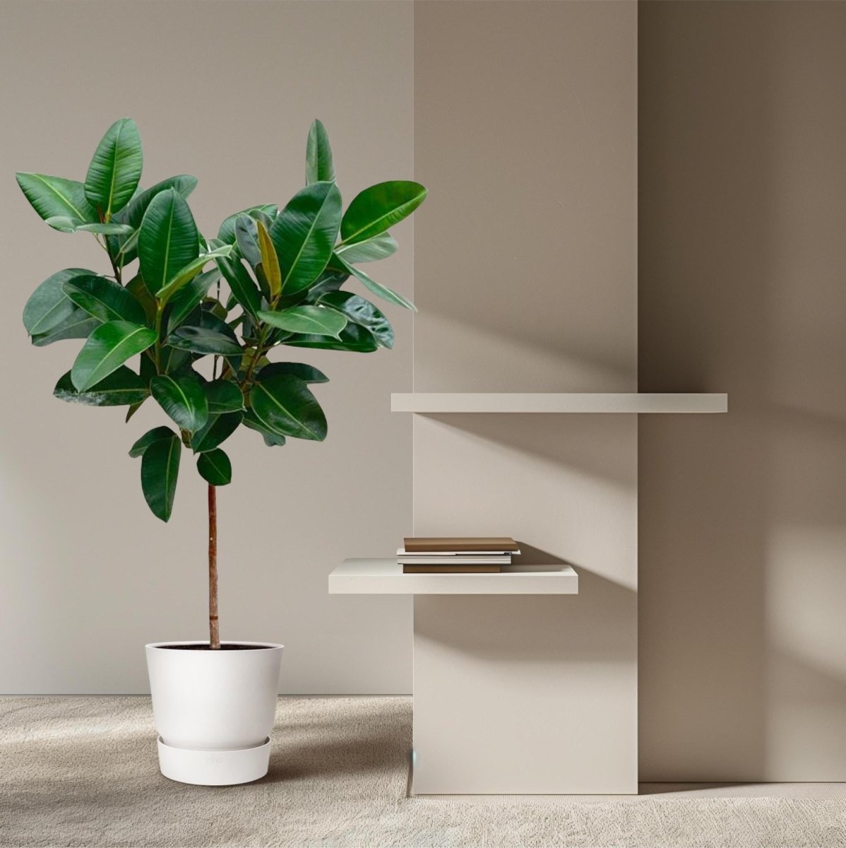 Ficus Elastica Robusta op stam 3 - LushLeaf | Online planten bestellen