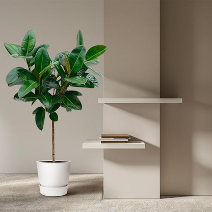 Ficus Elastica Robusta op stam 3 - LushLeaf | Online planten bestellen