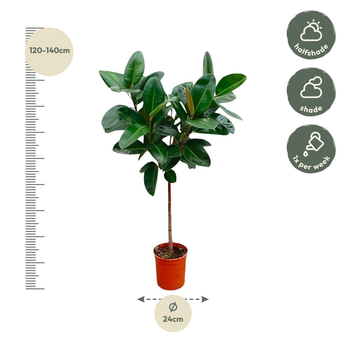 Ficus Elastica Robusta op stam 4 - LushLeaf | Online planten bestellen