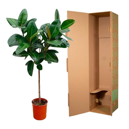 Ficus Elastica Robusta op stam 5 - LushLeaf | Online planten bestellen