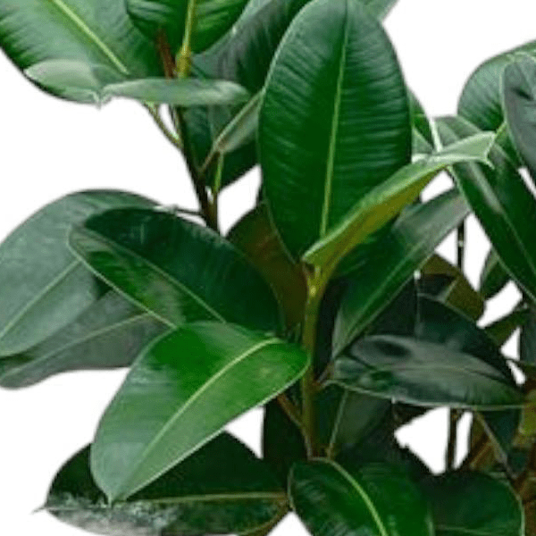 Ficus Elastica Robusta op stam 2 - LushLeaf | Online planten bestellen