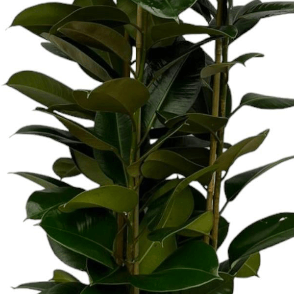 Ficus Elastica Robusta struik 2 - LushLeaf | Online planten bestellen