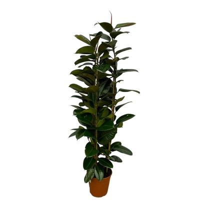 Ficus Elastica Robusta struik 1 - LushLeaf | Online planten bestellen