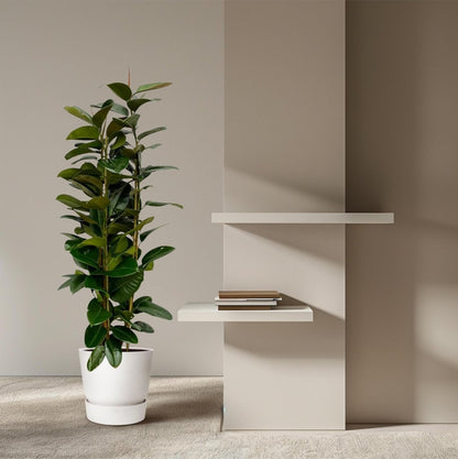 Ficus Elastica Robusta struik 3 - LushLeaf | Online planten bestellen